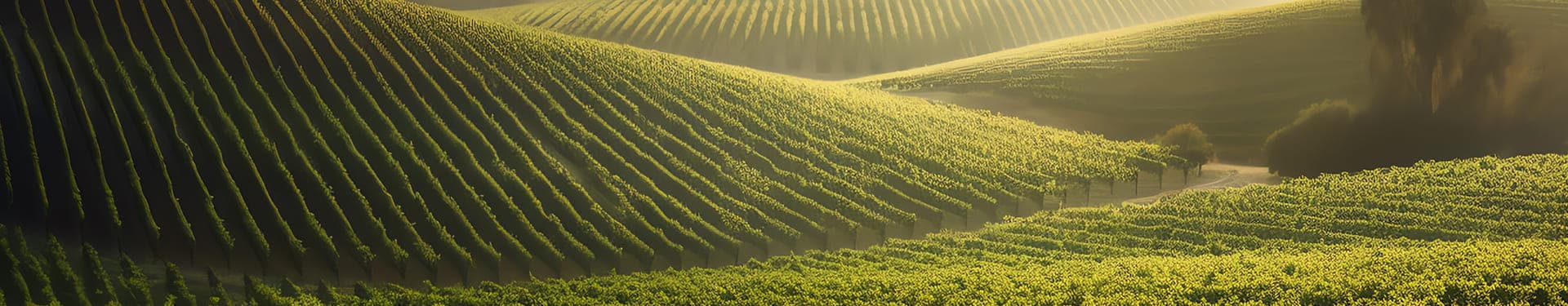 Un champ de vignes