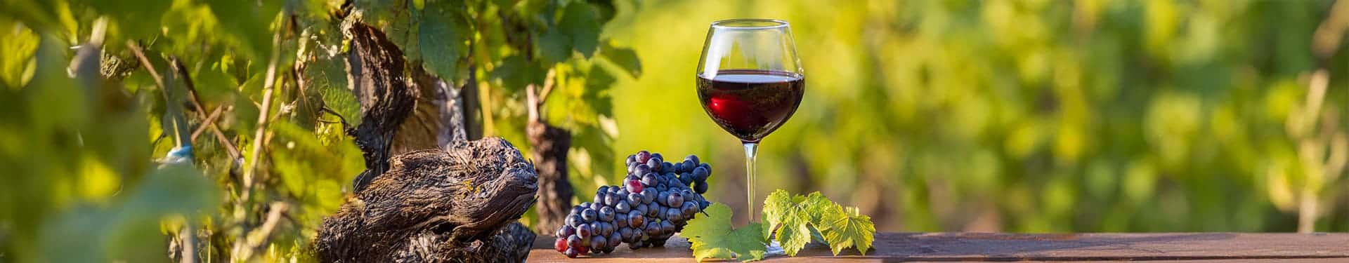 Photo d'un verre de vin rouge posé sur une table, face aux vignes.