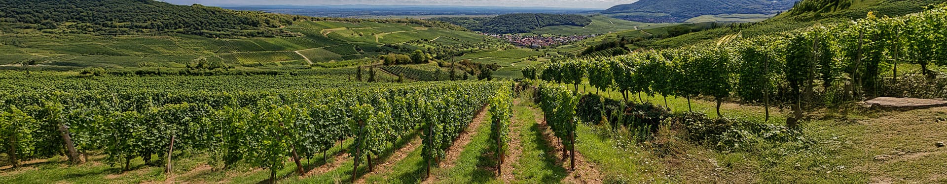 Tout savoir sur les cepages et les vignes.