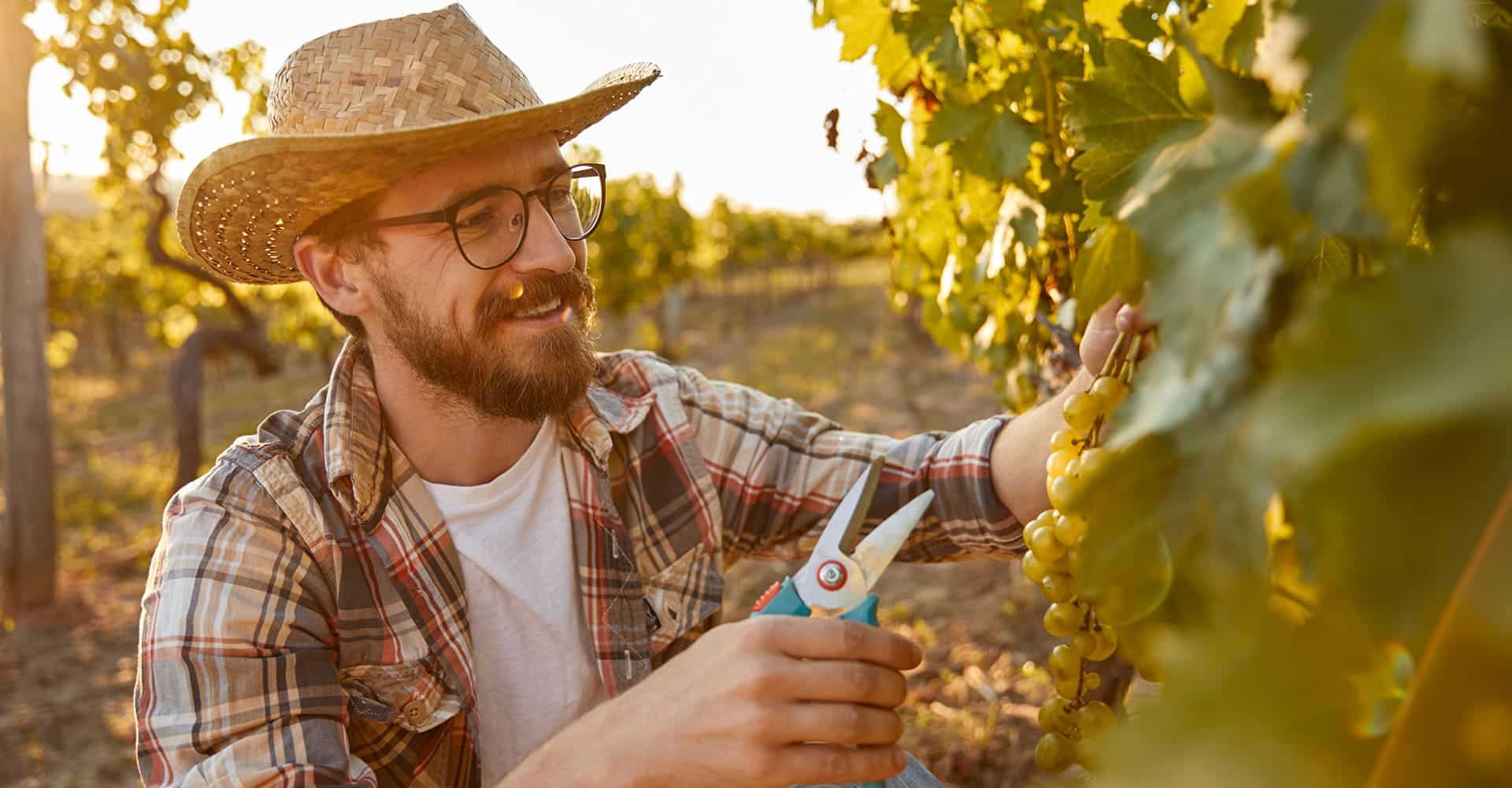 Vigneron souriant cueillant des raisins mûrs